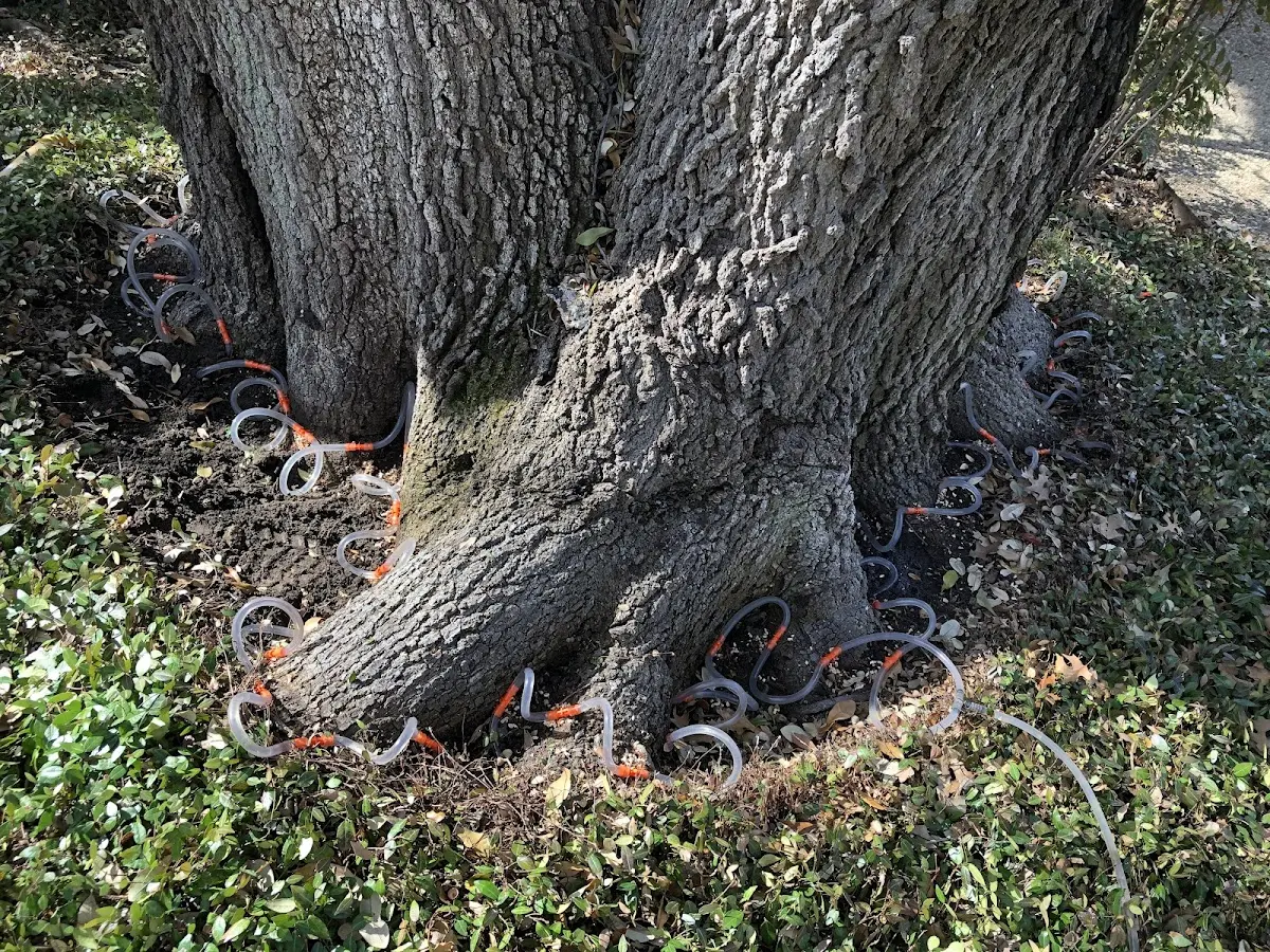 Detailed Tree Cabling and Bracing job site in Cordele