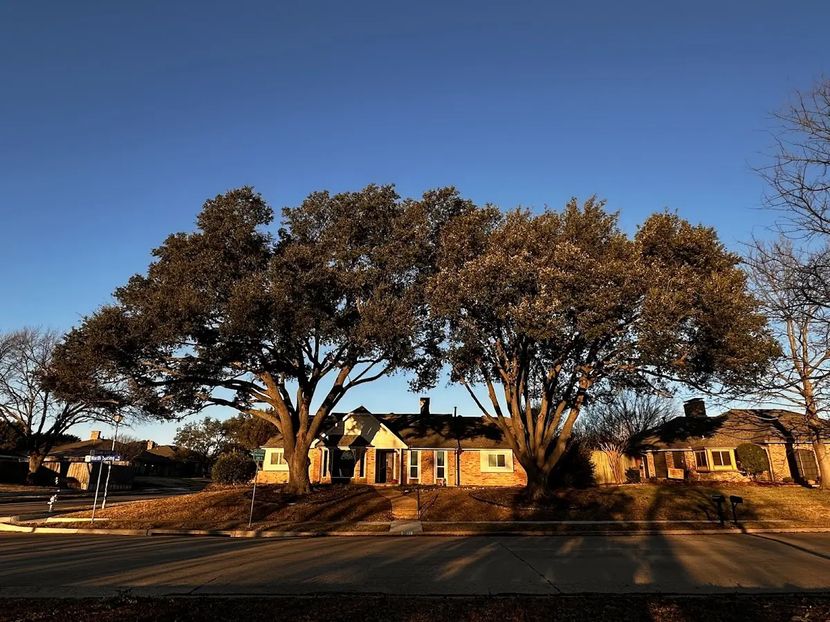 Established residential canopy tree shading a home in Cordele